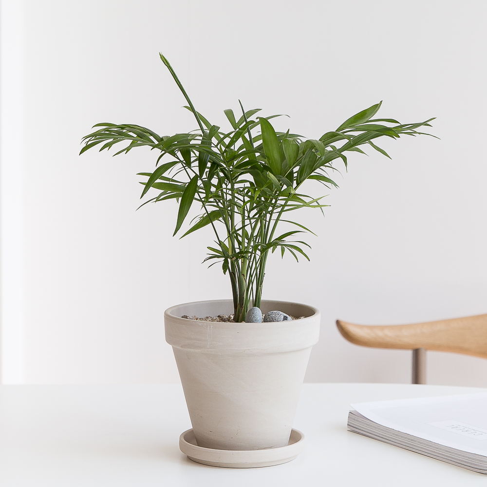 피플랜트 테이블야자 화이트토분 키우기 쉬운 반려 식물 인테리어 플랜테리어