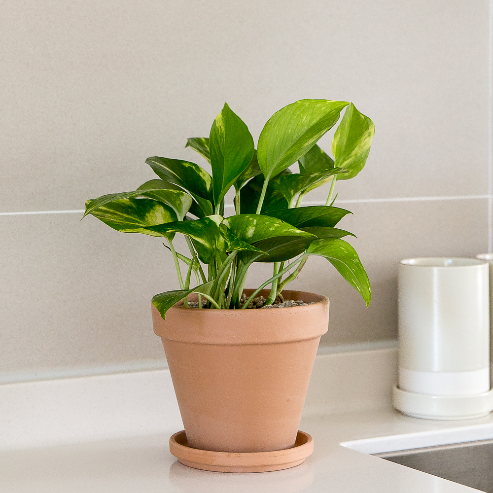 피플랜트 스킨답서스 베이지토분 키우기 쉬운 반려 식물 인테리어 플랜테리어