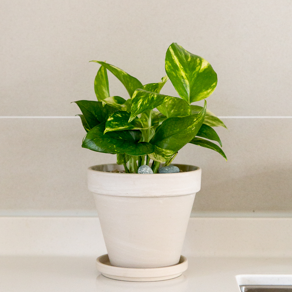 피플랜트 스킨답서스 화이트토분 키우기 쉬운 반려 식물 인테리어 플랜테리어