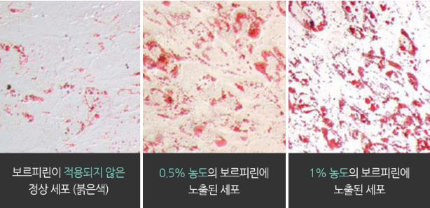 셀비아 이미지
