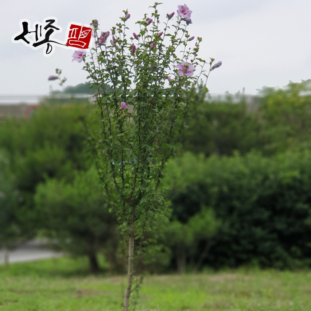 무궁화 R3 R4 분묘 - 상품 이미지