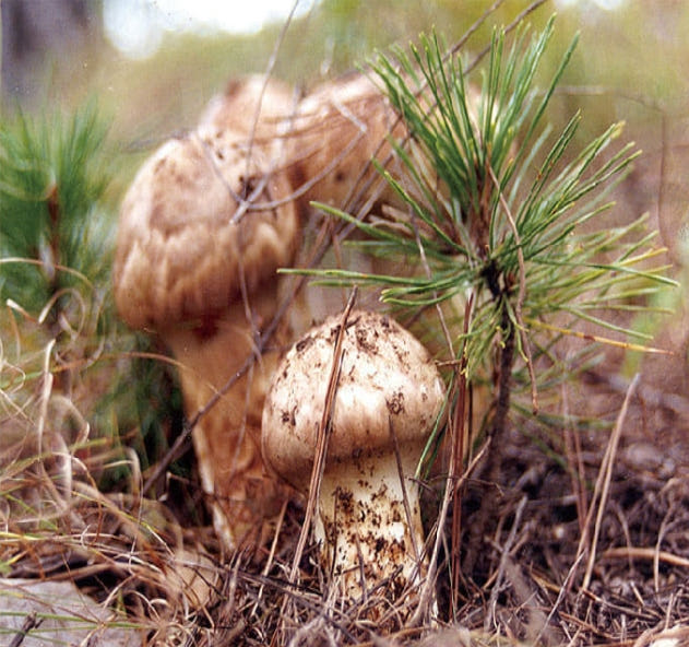 송이 손질 모습