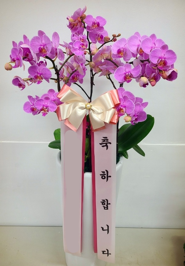 분홍 호접란 (대) 칠순 팔순 서양란 서양난 난배달 상견례 승진 축하 개업 당일 화분배달