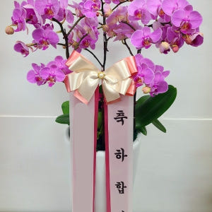 분홍 호접란 (대) 칠순 팔순 서양란 서양난 난배달 상견례 승진 축하 개... 솔직 후기 | 실사용자 리뷰 분석 - 상품 이미지 1