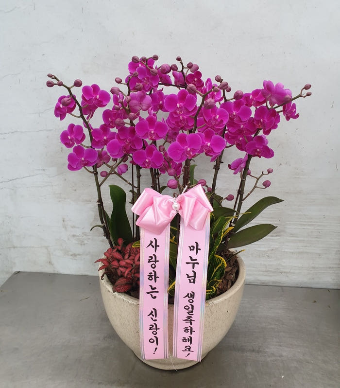 분홍 만천홍 (특대) 칠순 팔순 영전 환갑 선물 개업식 서양난 축하난 가격 추이 Blossomy 분홍 만천홍 (특대) 칠순 팔순 영전 환갑 선물 개업식 서양난 축하난 - 최저가 120,000원