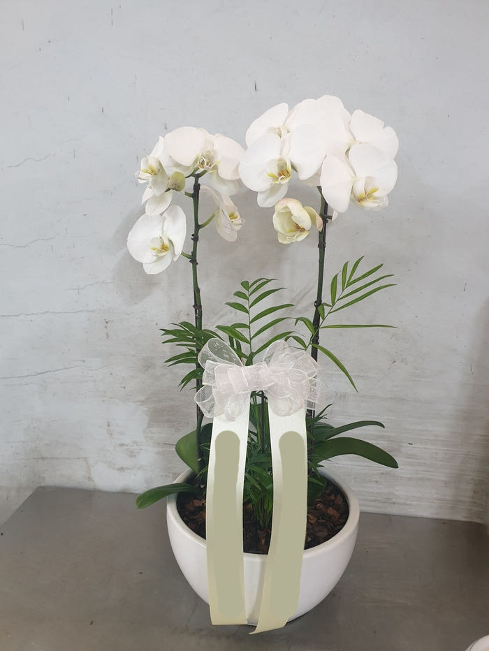 흰색 호접란 (소) 가격 비교 Blossomy 흰색 호접란 (소)