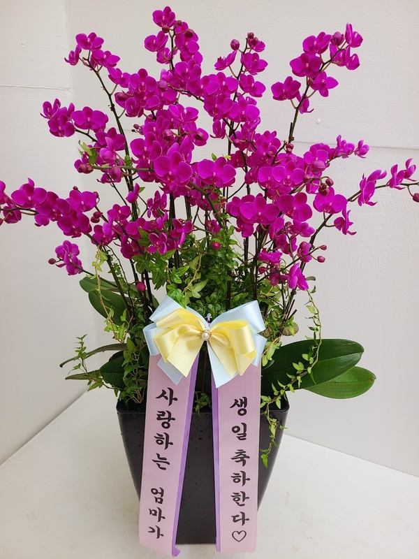분홍 만천홍 (vip) 서양난 서양란 고급난 옥화분 옥꽃 팔순 칠순 취임 영전 난배송