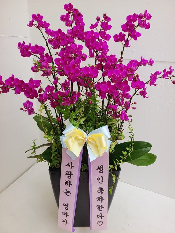 분홍 만천홍 서양난 옥화분 가격 추이 Blossomy 분홍 만천홍 서양난 옥화분 - 최저가 140,000원