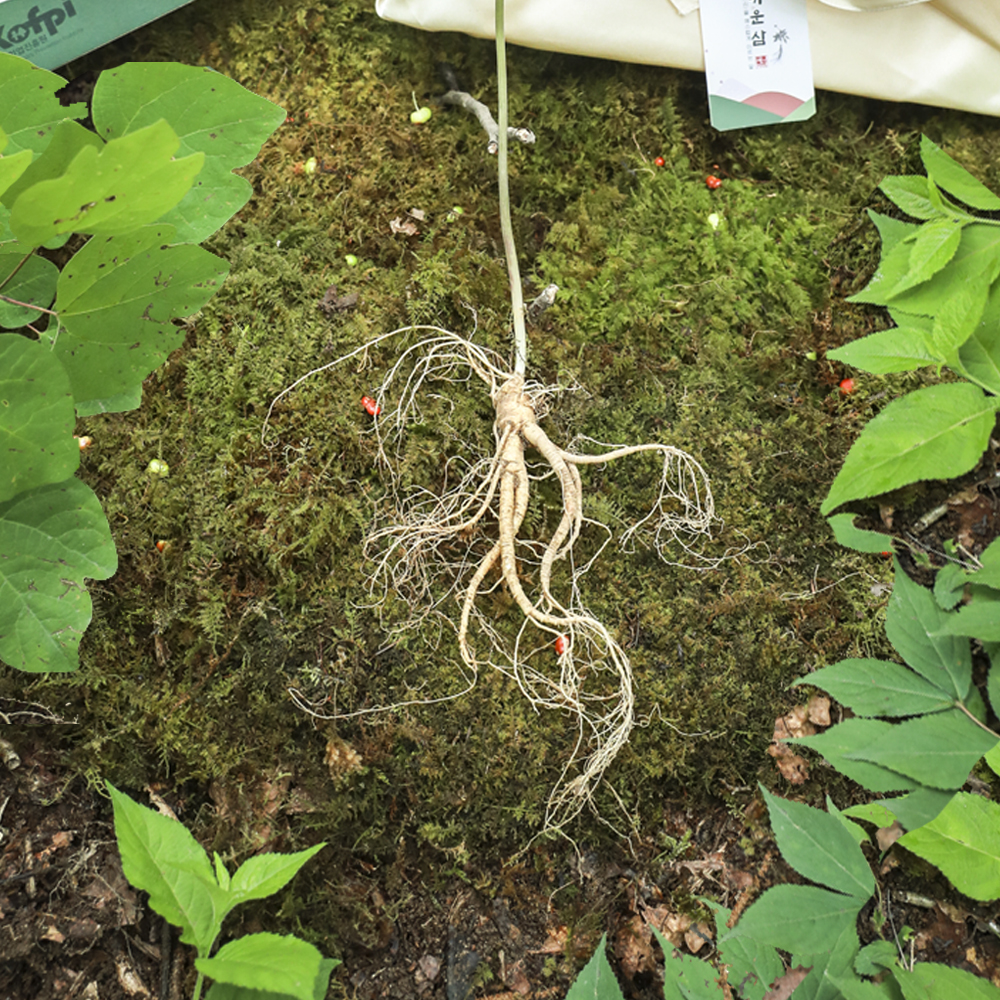 메키운삼 산양삼 장뇌삼 산양산삼 6년근 7뿌리 선물세트