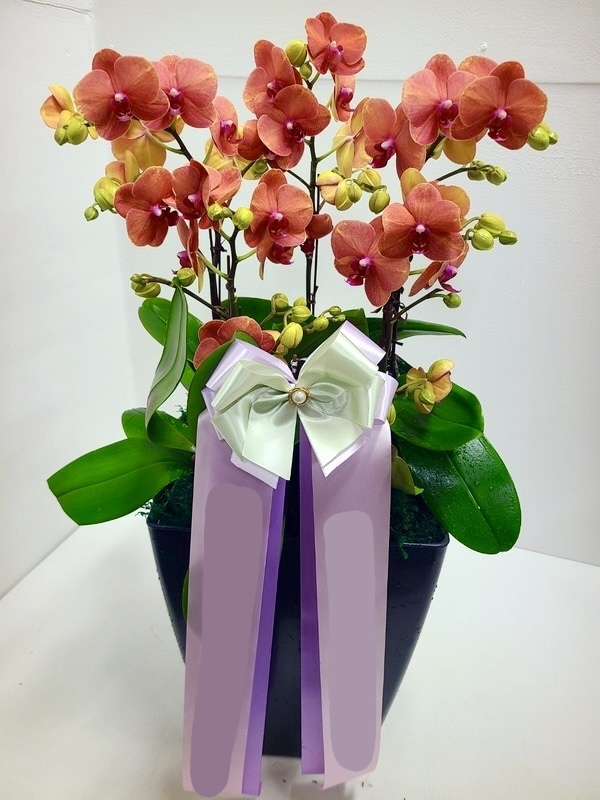 주황 호접란 (대) 칠순 팔순 서양란 서양난 난배달 상견례 승진축하 영전 개업 화분 배달