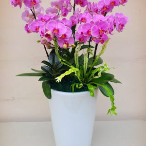 분홍 서양란 (특대) 화분 칠순 팔순 영전 취임 개업식 서양난 서양란 생... 솔직 후기 | 실사용자 리뷰 분석 - 상품 이미지 1