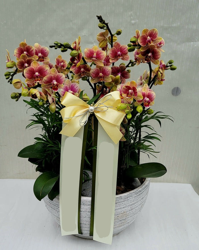 주황 호접란 특대 서양난 화분 가격 추이 Blossomy 주황 호접란 특대 서양난 화분 - 최저가 120,000원