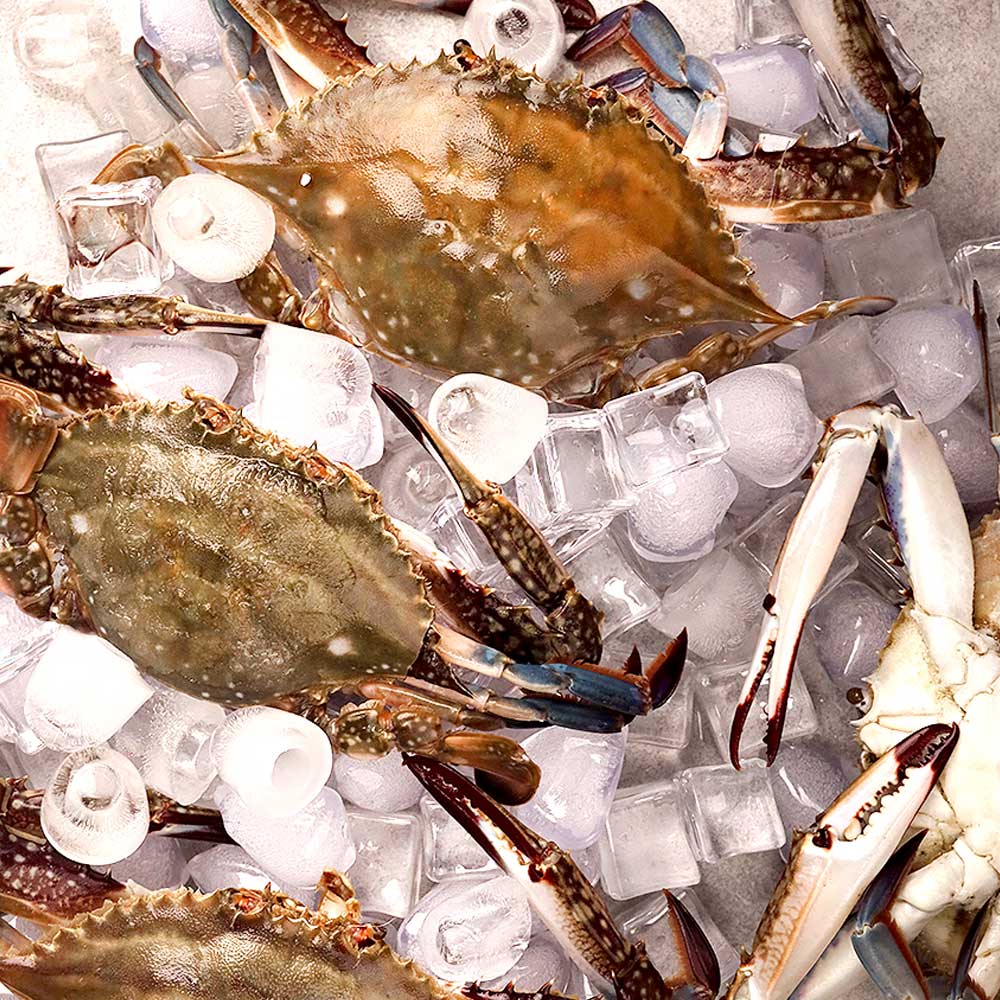 꽃게 꽃게 제철 꽃게 1kg 선택법 활 꽃게 꽃게 구별법