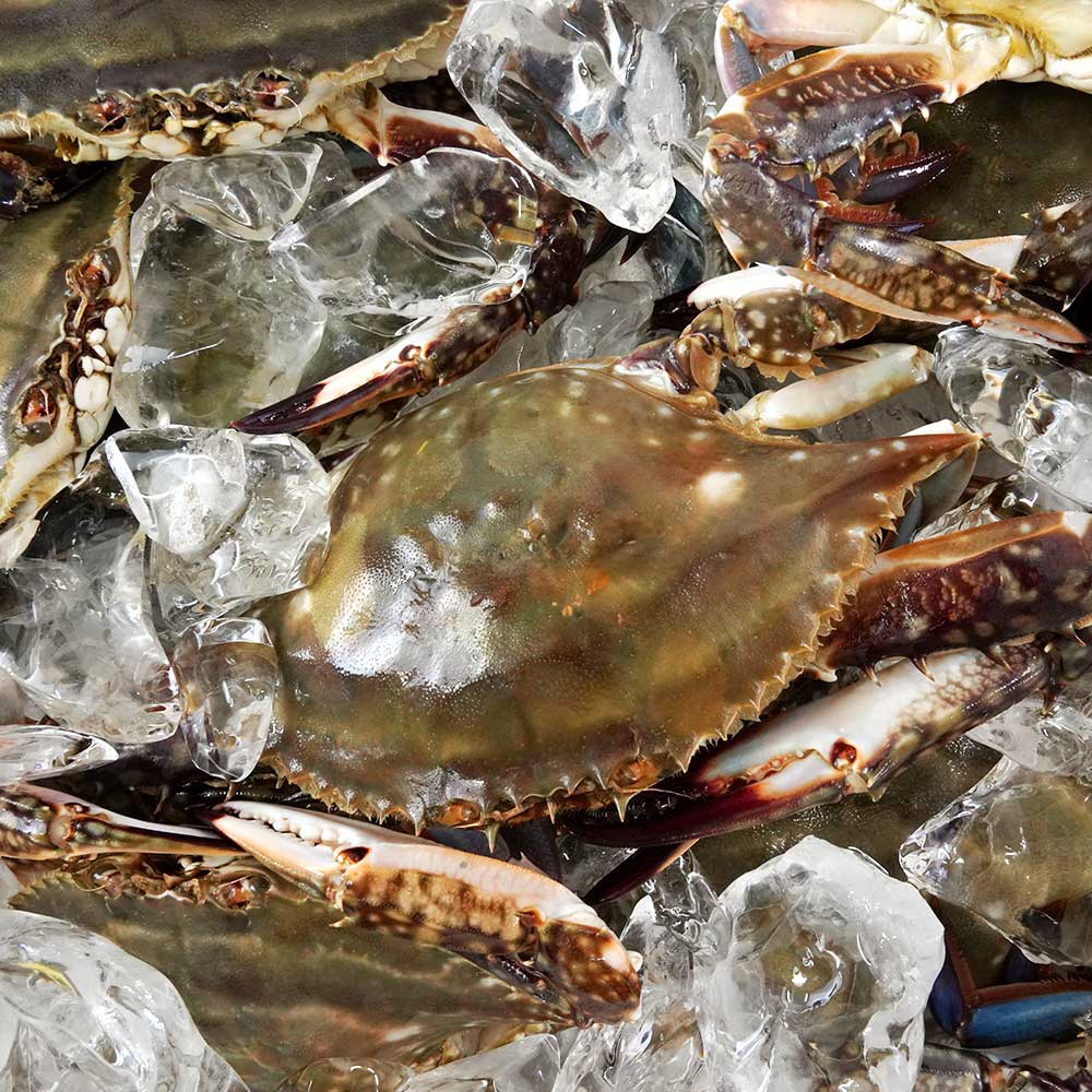 꽃게 꽃게 제철 꽃게 1kg 선택법 활 꽃게 꽃게 구별법