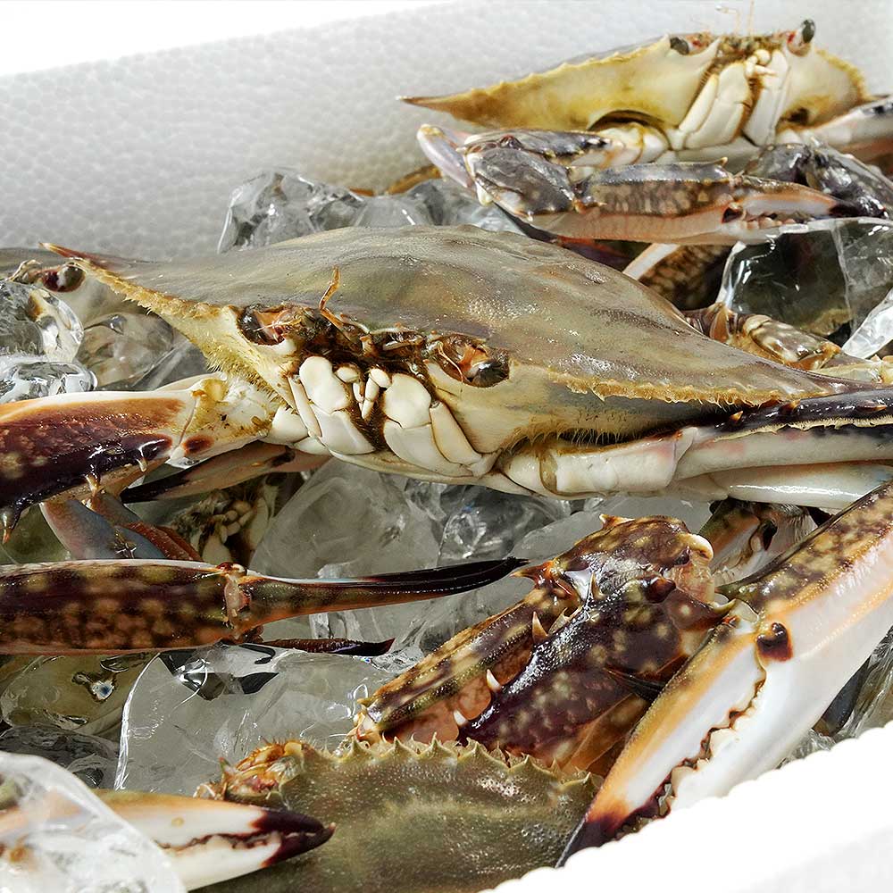 꽃게 꽃게 제철 꽃게 1kg 선택법 활 꽃게 꽃게 구별법