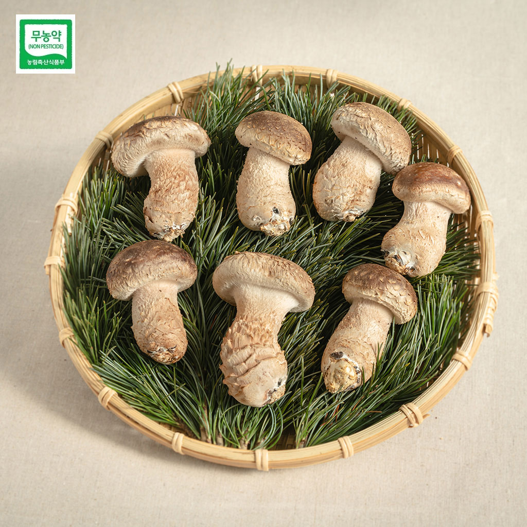 젊은농부 무농약 송화버섯 1kg 일반형 국산 송고 송화고 표고 송이 버섯 - 상세 이미지 2