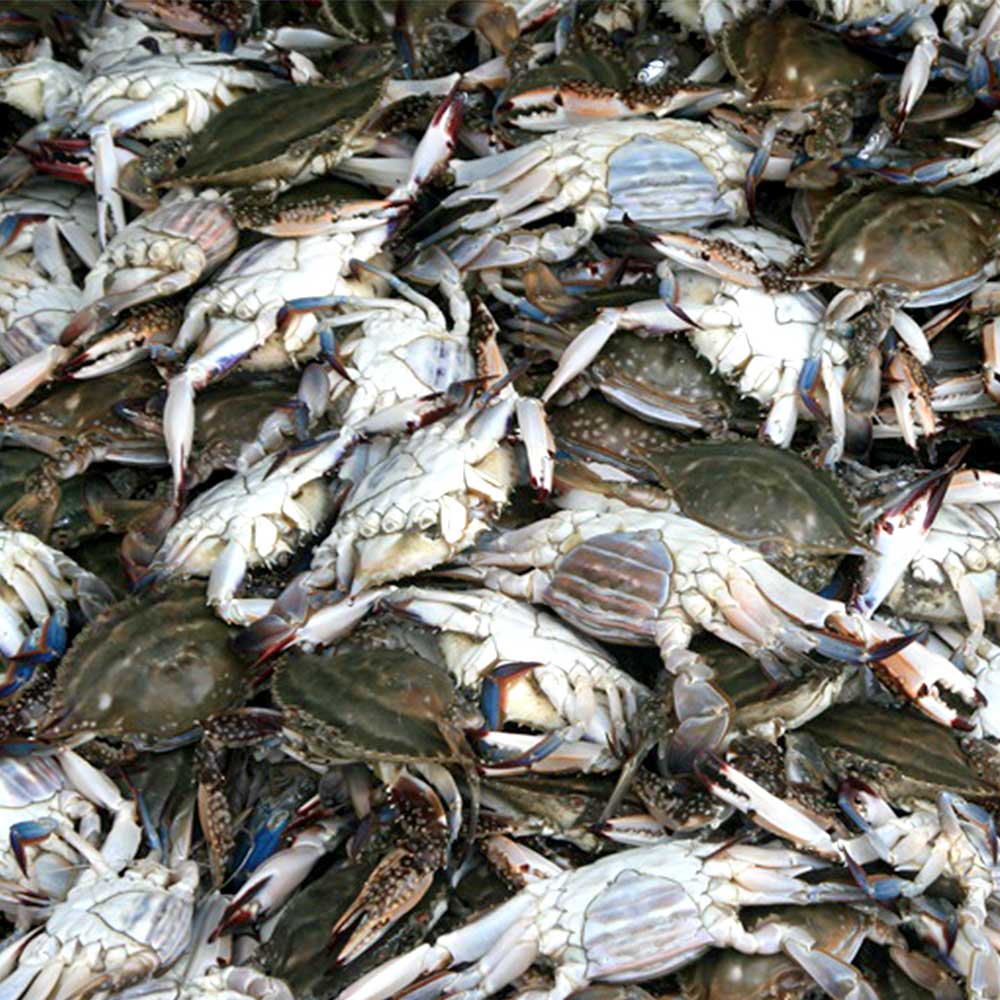 꽃게 꽃게 제철 꽃게 1kg 선택법 활 꽃게 꽃게 구별법