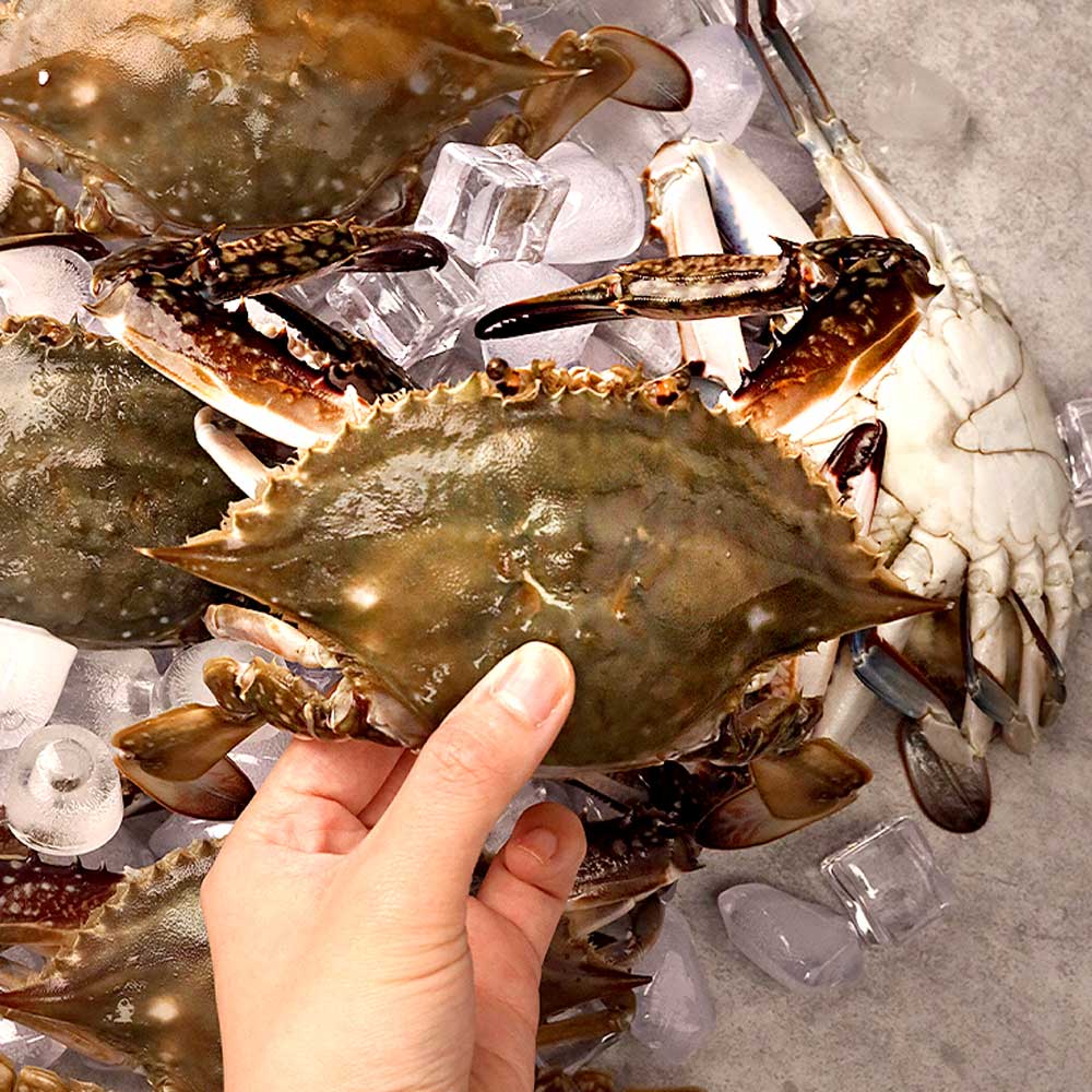 꽃게 꽃게 제철 꽃게 1kg 선택법 활 꽃게 꽃게 구별법