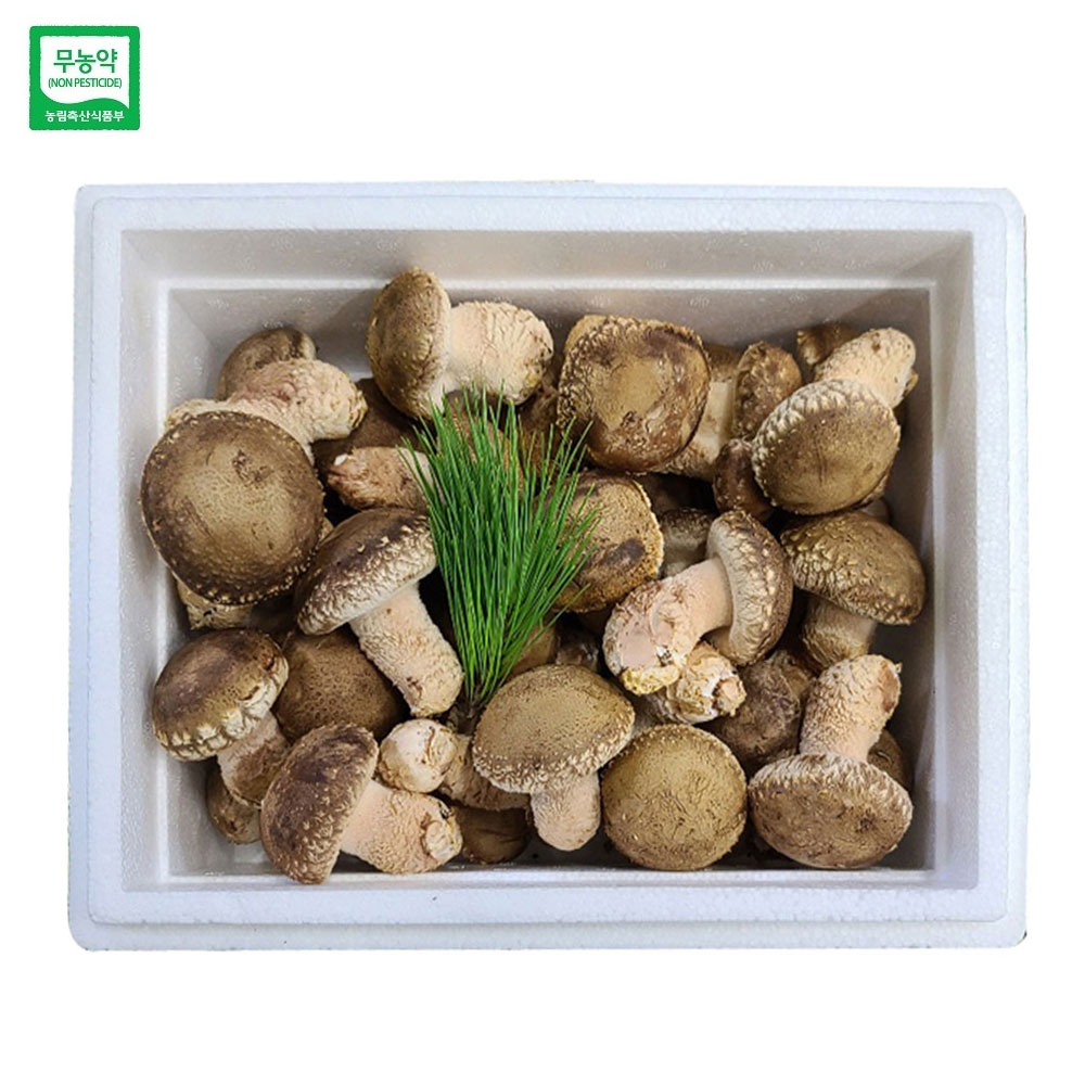 젊은농부 무농약 송화버섯 1kg 고급형 국산 송고 송화고 표고 송이 버섯 - 상품 이미지