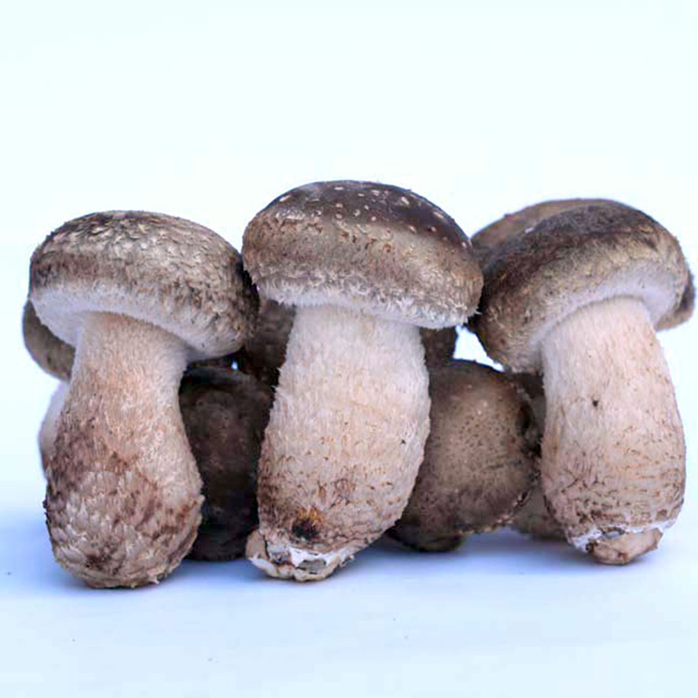 젊은농부 무농약 송화버섯 1kg 일반형 국산 송고 송화고 표고 송이 버섯 - 상세 이미지 4