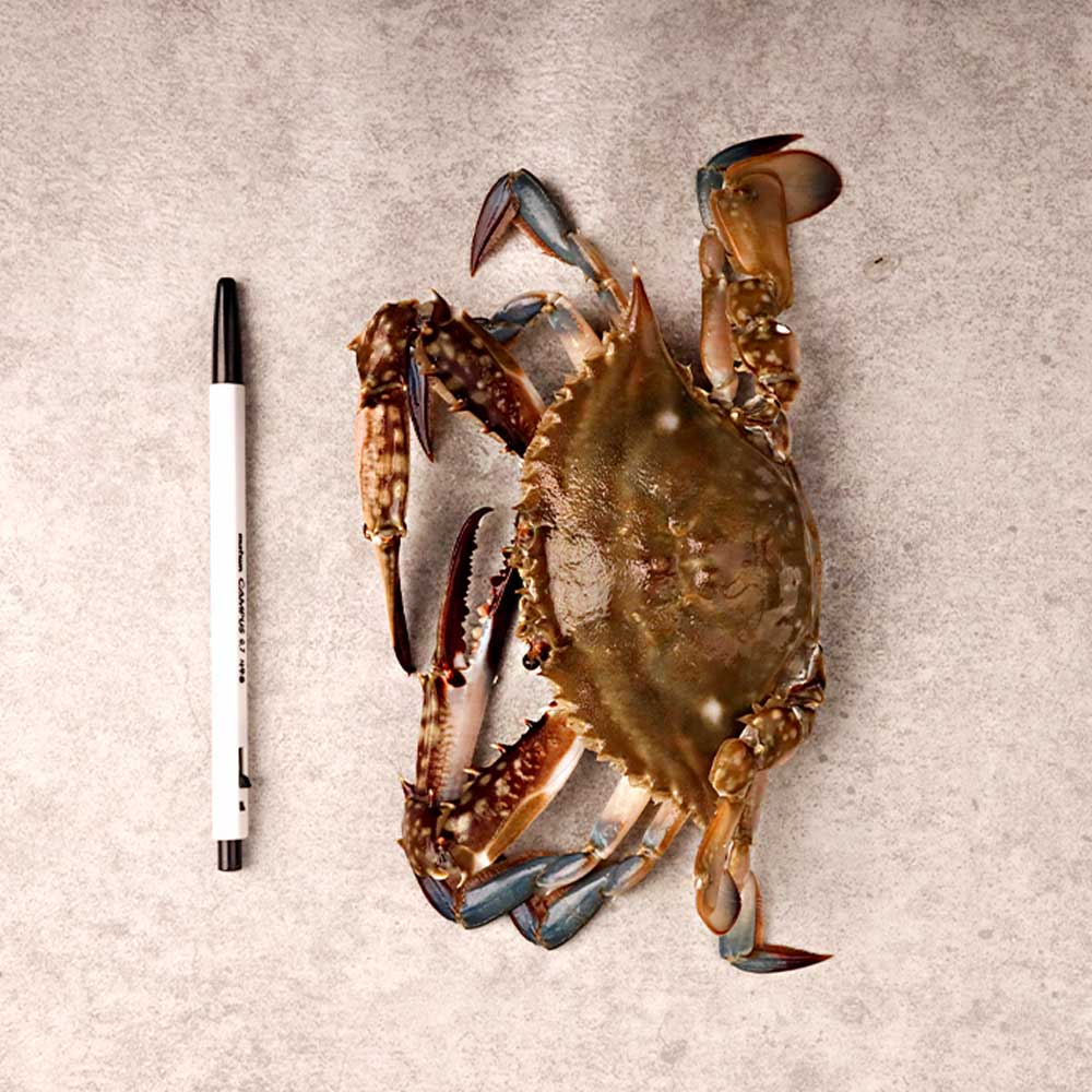 꽃게 꽃게 제철 꽃게 1kg 선택법 활 꽃게 꽃게 구별법