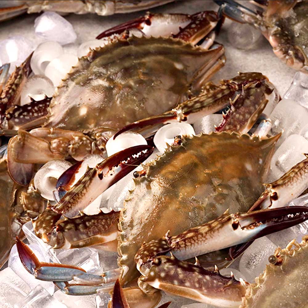 꽃게 꽃게 제철 꽃게 1kg 선택법 활 꽃게 꽃게 구별법