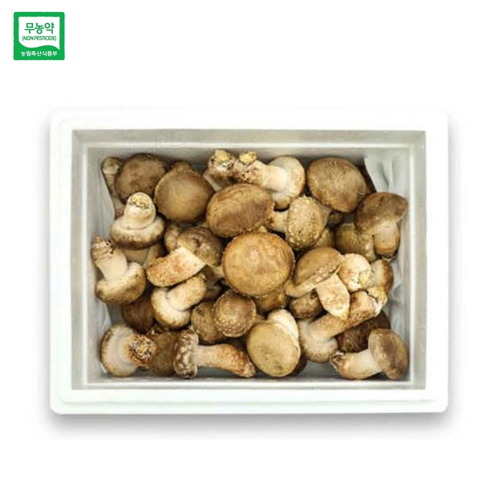 젊은농부 무농약 송화버섯 1kg 일반형 국산 송고 송화고 표고 송이 버섯 - 상품 이미지