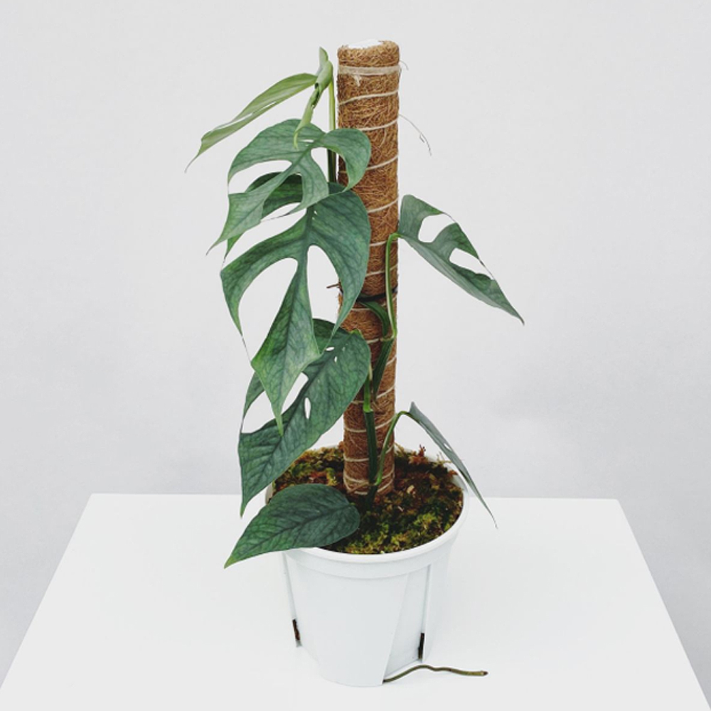 코코봉 2개 수태봉 수태 나무 30CM 식물 몬스테라 지지대 이미지 6