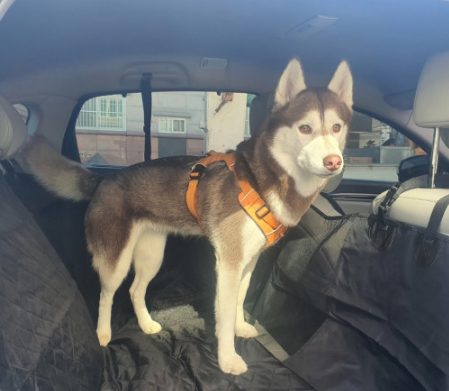 강아지카시트 애견 대형견 뒷좌석 카시트 차시트