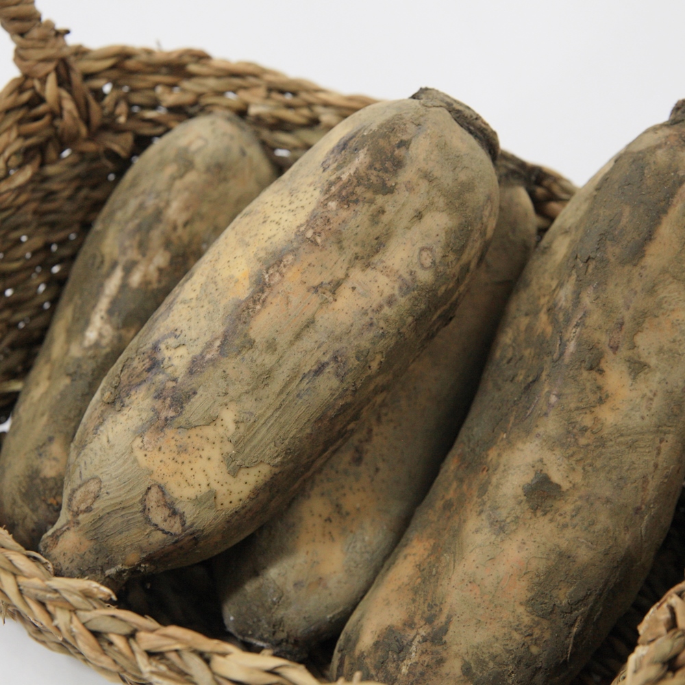 지금 수확한 연근 3kg 5kg 생연근