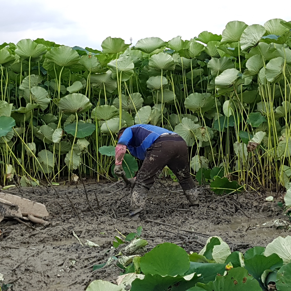 농부품질보증 햇연근(특품) 알찬연근팜 5kg, 1개 - 상세 이미지 4