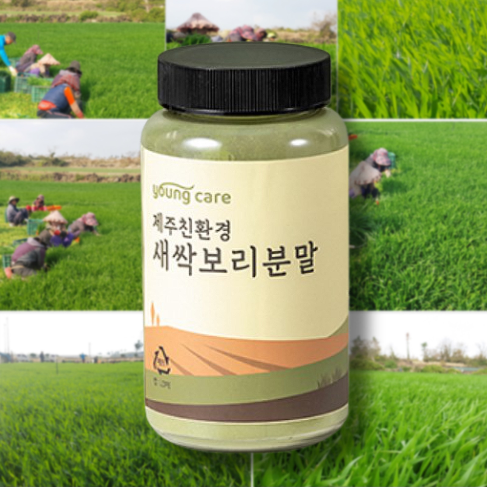 제주 무농약 유기농 새싹보리 착즙 분말 효능 가루 제주도