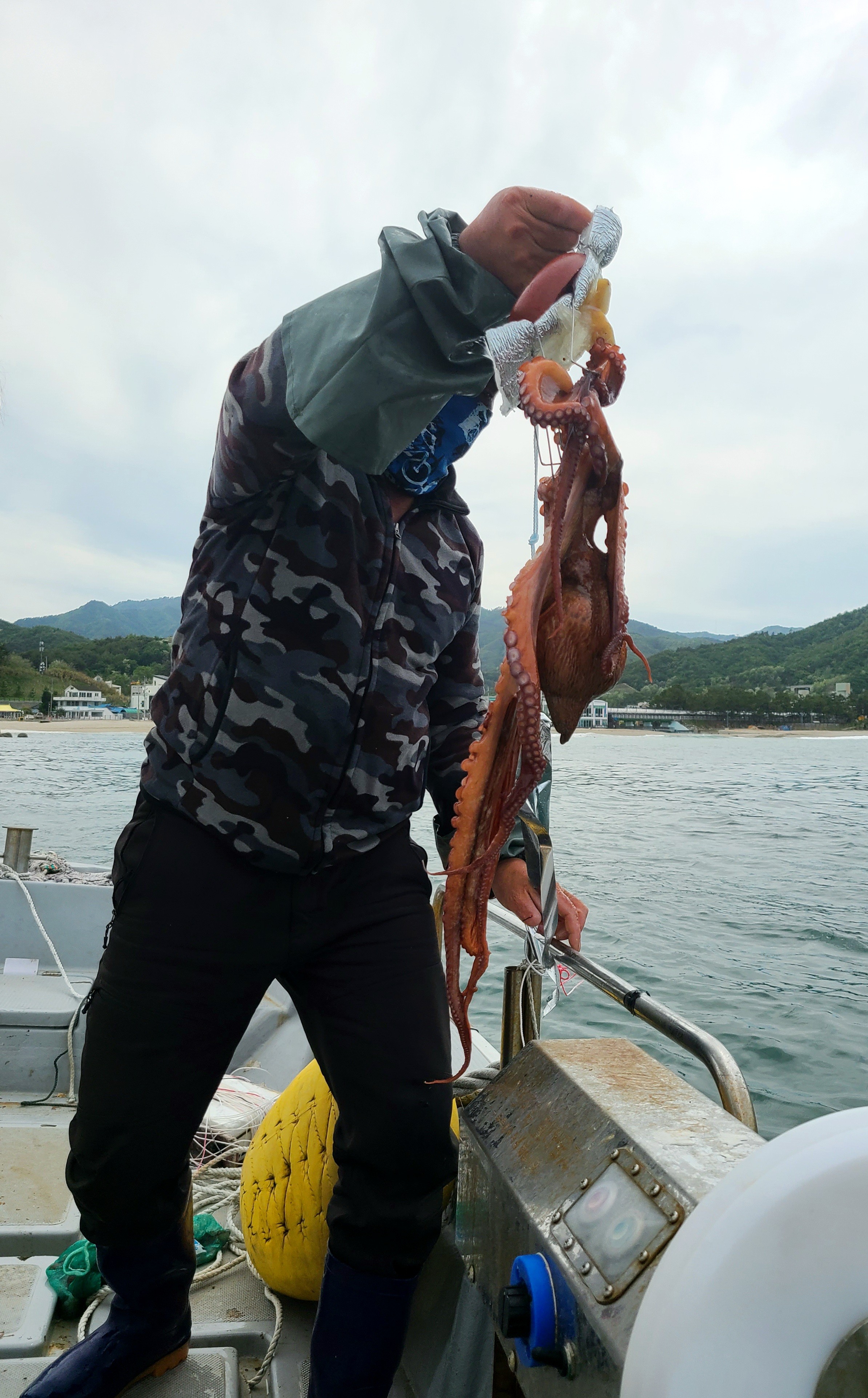 동해 삼척 피문어 도시락 대문어 숙회 자숙 문어 1kg - 상세 이미지 3
