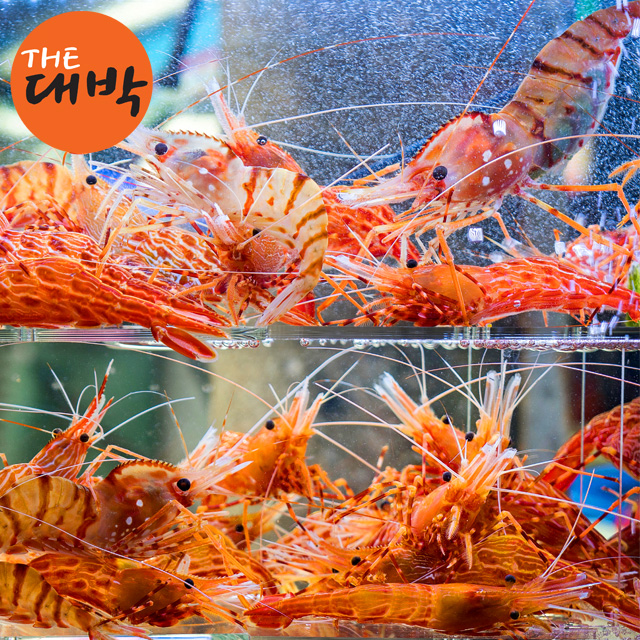 활 독도 도화새우 500g