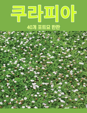 푸른묘목농원 쿠라피아 잔디 포트묘 40개 한판