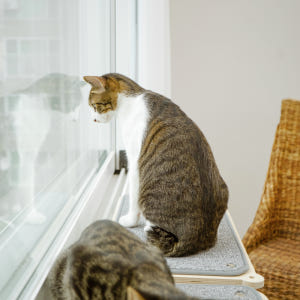 캣돌 냥틀 소형 카펫미포함 고양이 창문 선반 창틀 해먹 윈도우 캣타워 솔직 후기 | 실제 사용자 리뷰 총정리 - 상품 이미지 2