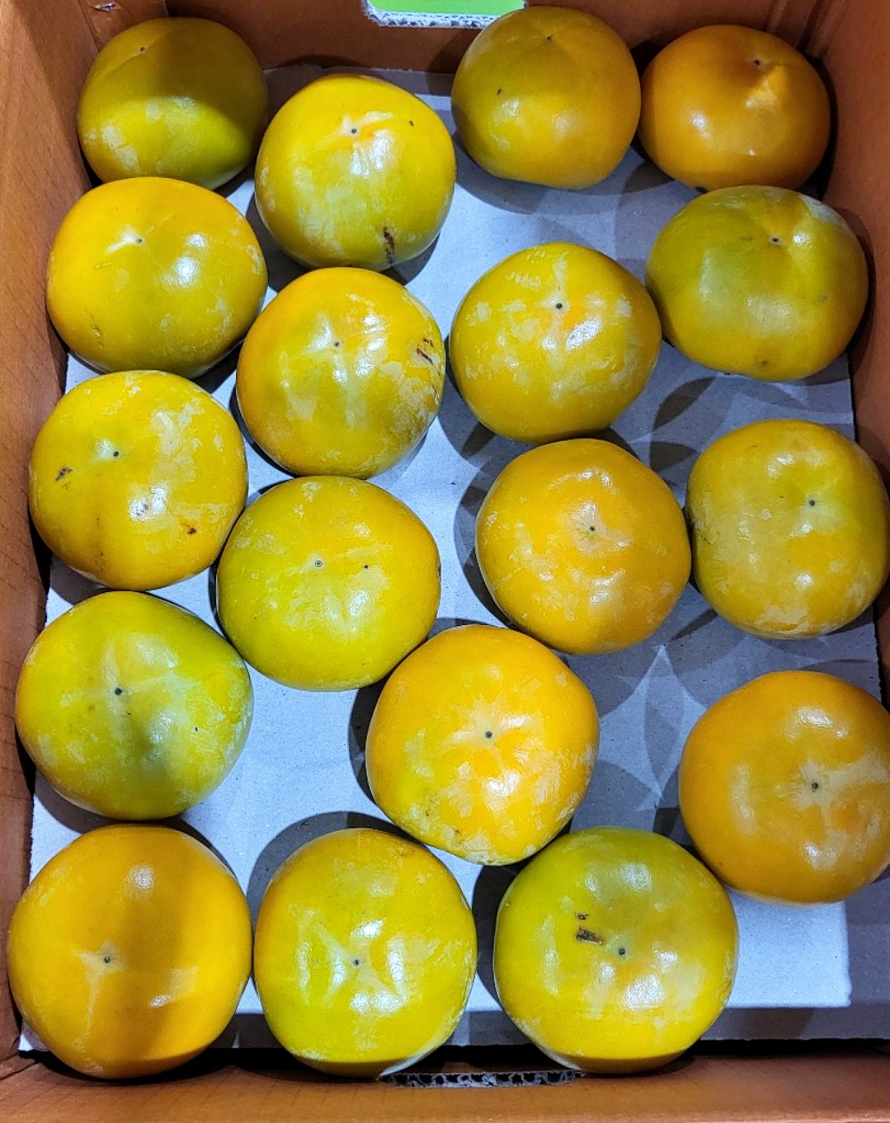 송본 차량 부유 창원단감 5kg 10kg 소과 중소과 중과 중대과 대과 - 상세 이미지 4