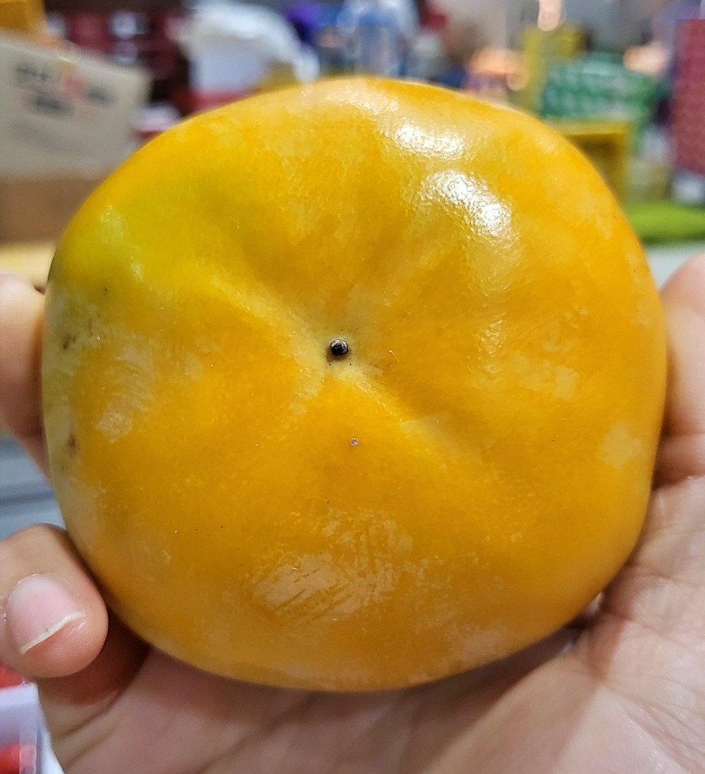 송본 차량 부유 창원단감 5kg 10kg 소과 중소과 중과 중대과 대과 이미지 6
