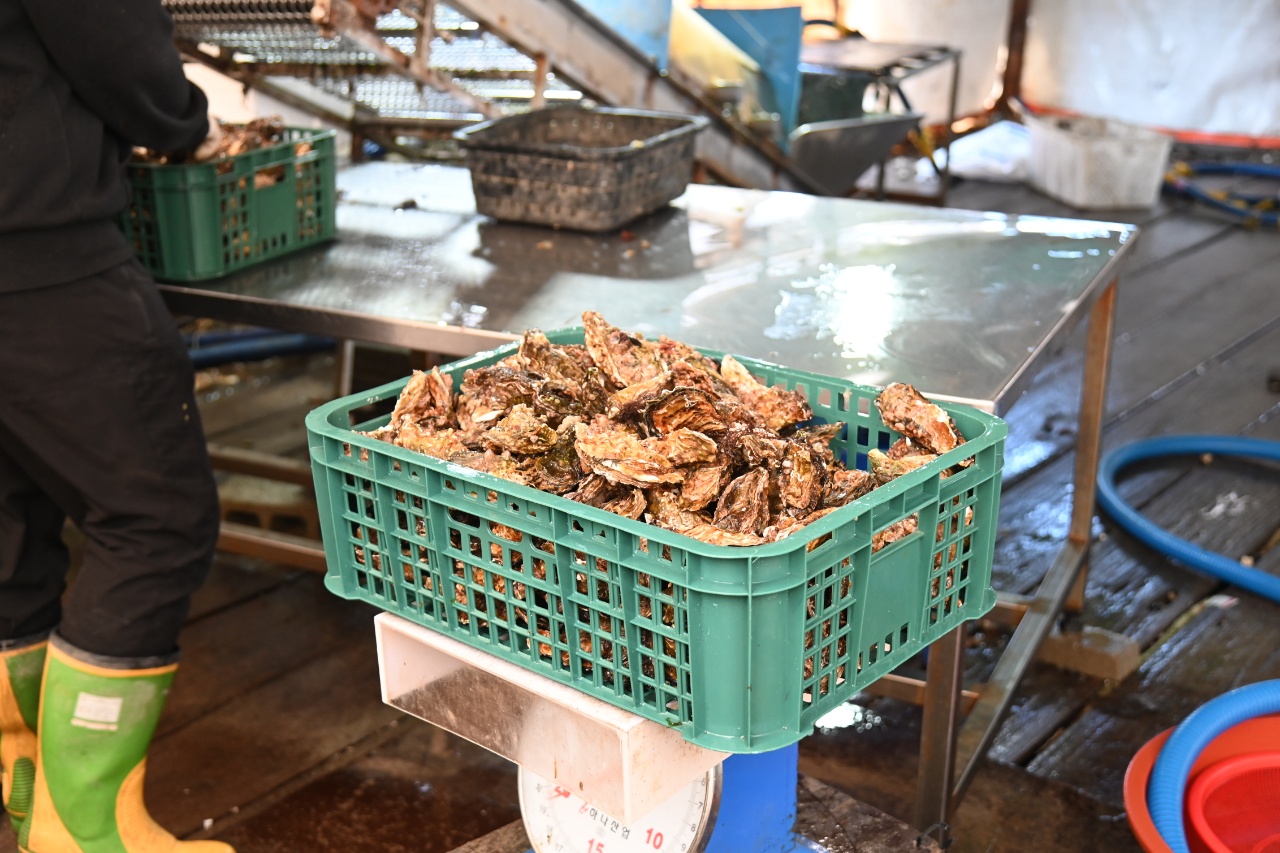 제철 일반석화 5kg, 찜 구이 통영 청정해역 석화 양식장직송 각굴 - 상세 이미지 4