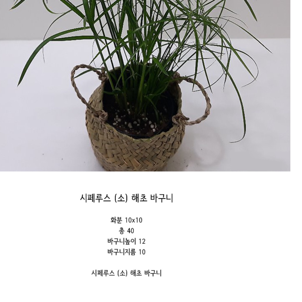 거실화초 시페루스 현관에두면 좋은식물 가정에서 키우기 쉬운 실내공기정화식물 책상위 베란다 - 상세 이미지 4