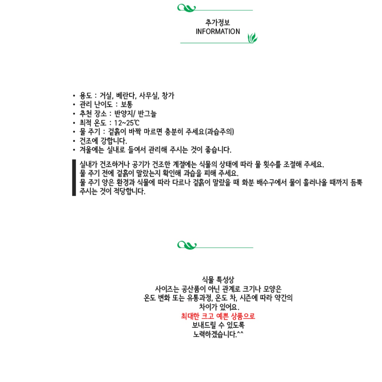 거실화초 시페루스 현관에두면 좋은식물 가정에서 키우기 쉬운 실내공기정화식물 책상위 베란다 - 상세 이미지 5
