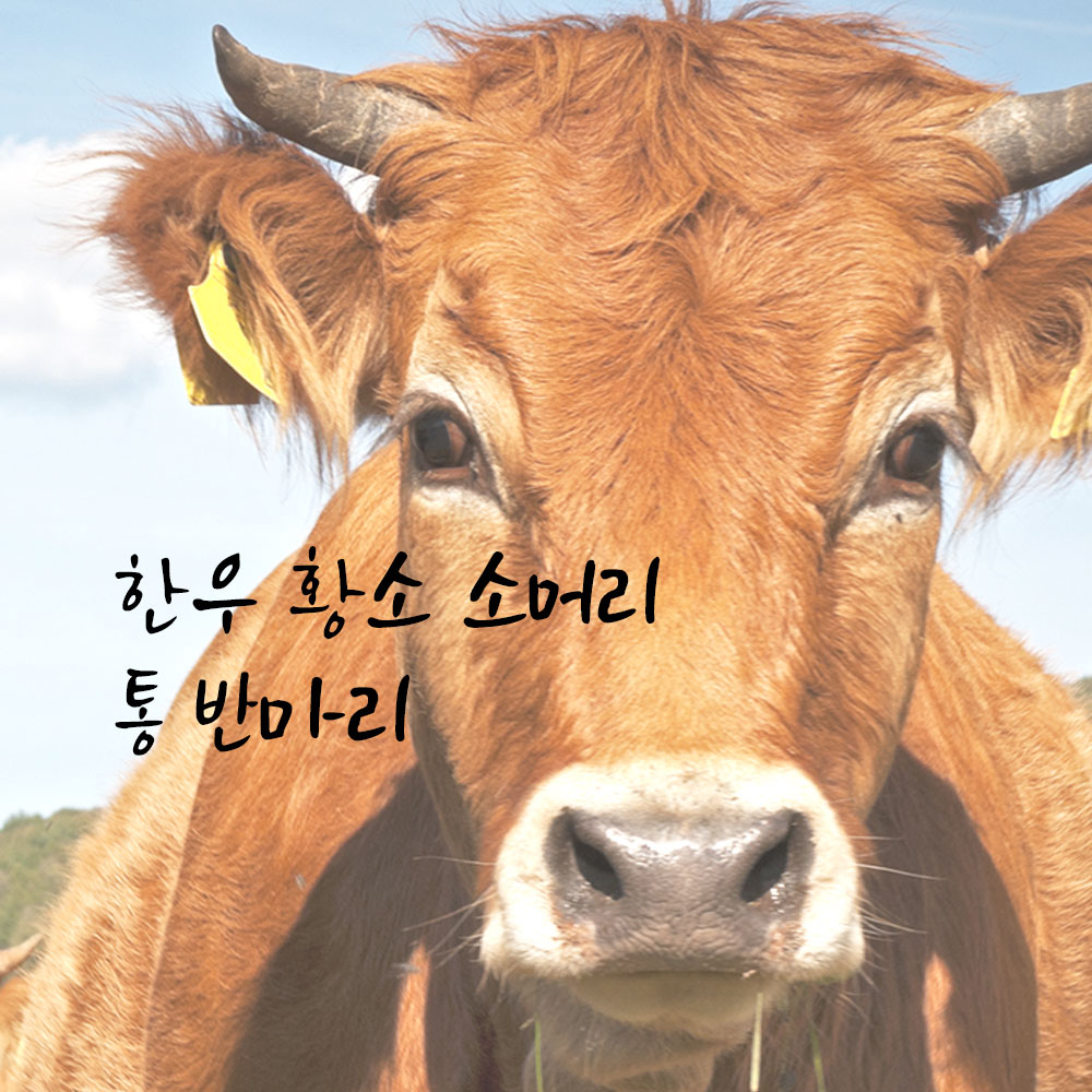 한정할인 황소머리 통반마리 토종한우 소부산물 냉동 : 주식회사두드림