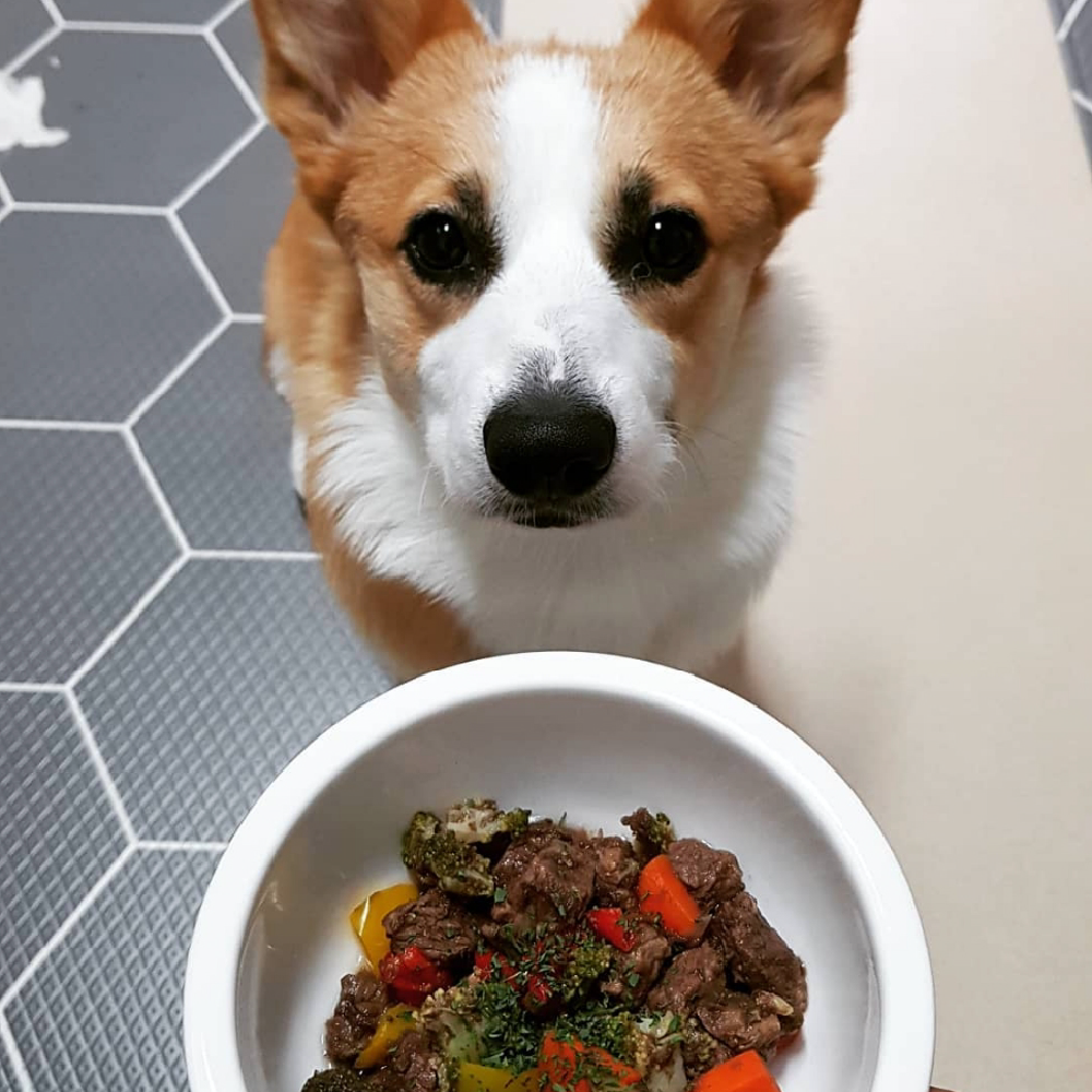 위닝푸드 강아지 소불고기 화식 반려견 수제 간식 사료 다이어트 알러지 습식