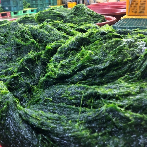 무안 감태 간편소포장 900g 생감태 찰감태 물감태 감태지 - 상세 이미지 2