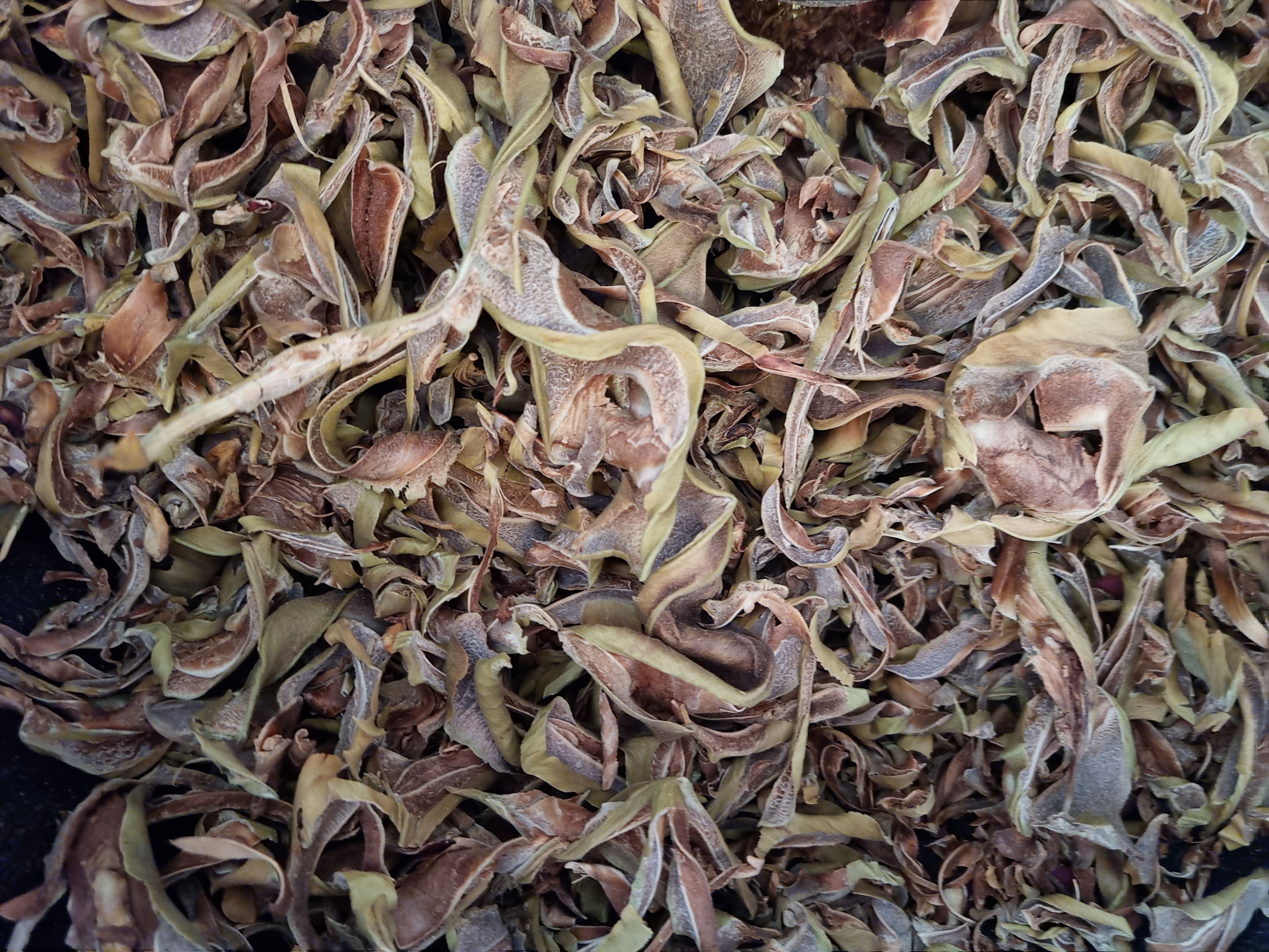 직두콩즙 1박스 60포 적작두콩 진액 적색 작두콩 엑기스 강화도 재배 이미지 6