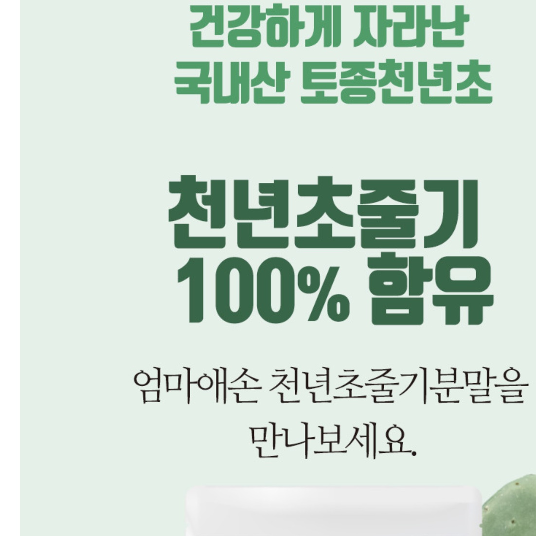 천년초 줄기 분말 천년초 파우더 가루 열매 선인장 백년초 - 상세 이미지 3