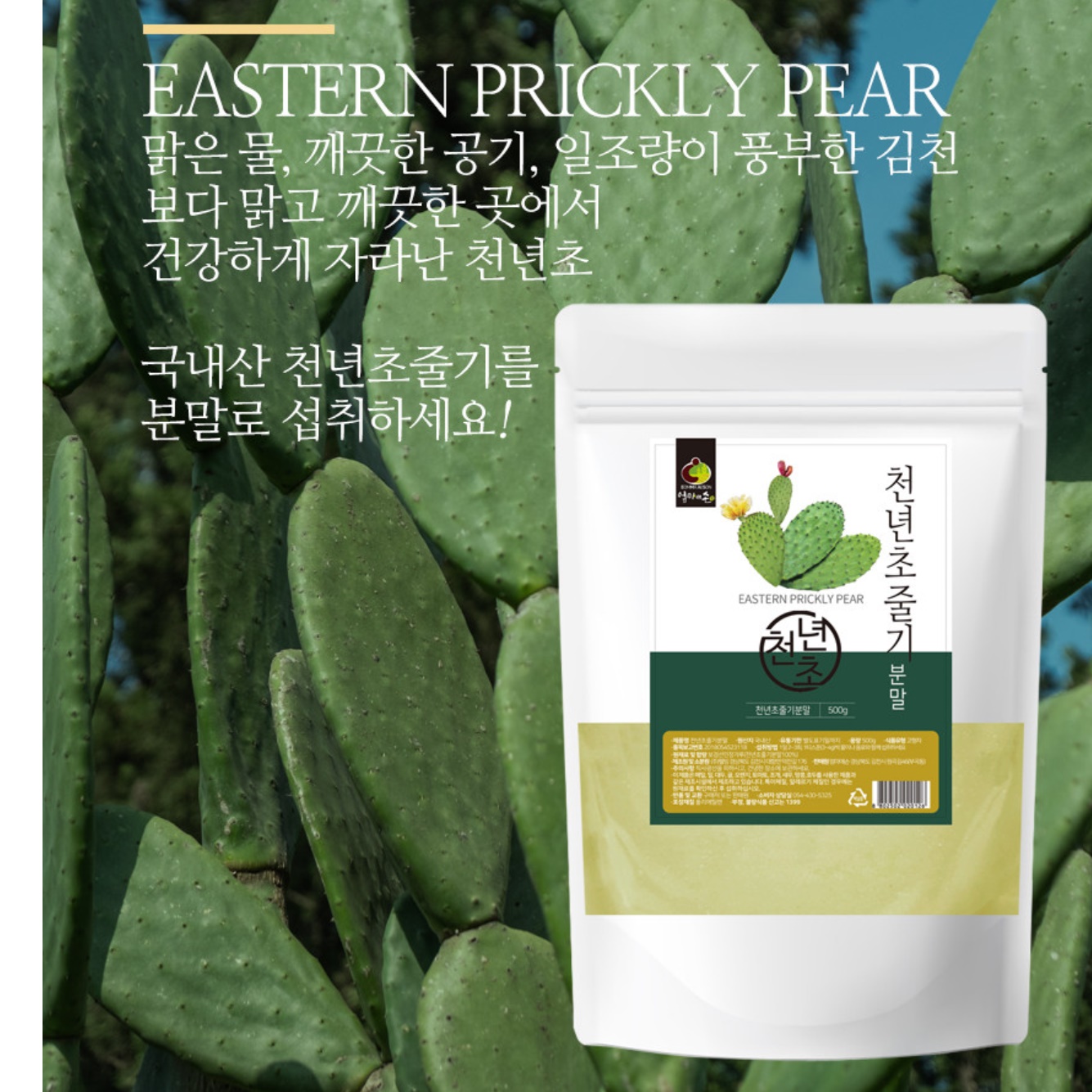 천년초 줄기 분말 천년초 파우더 가루 열매 선인장 백년초 - 상세 이미지 5
