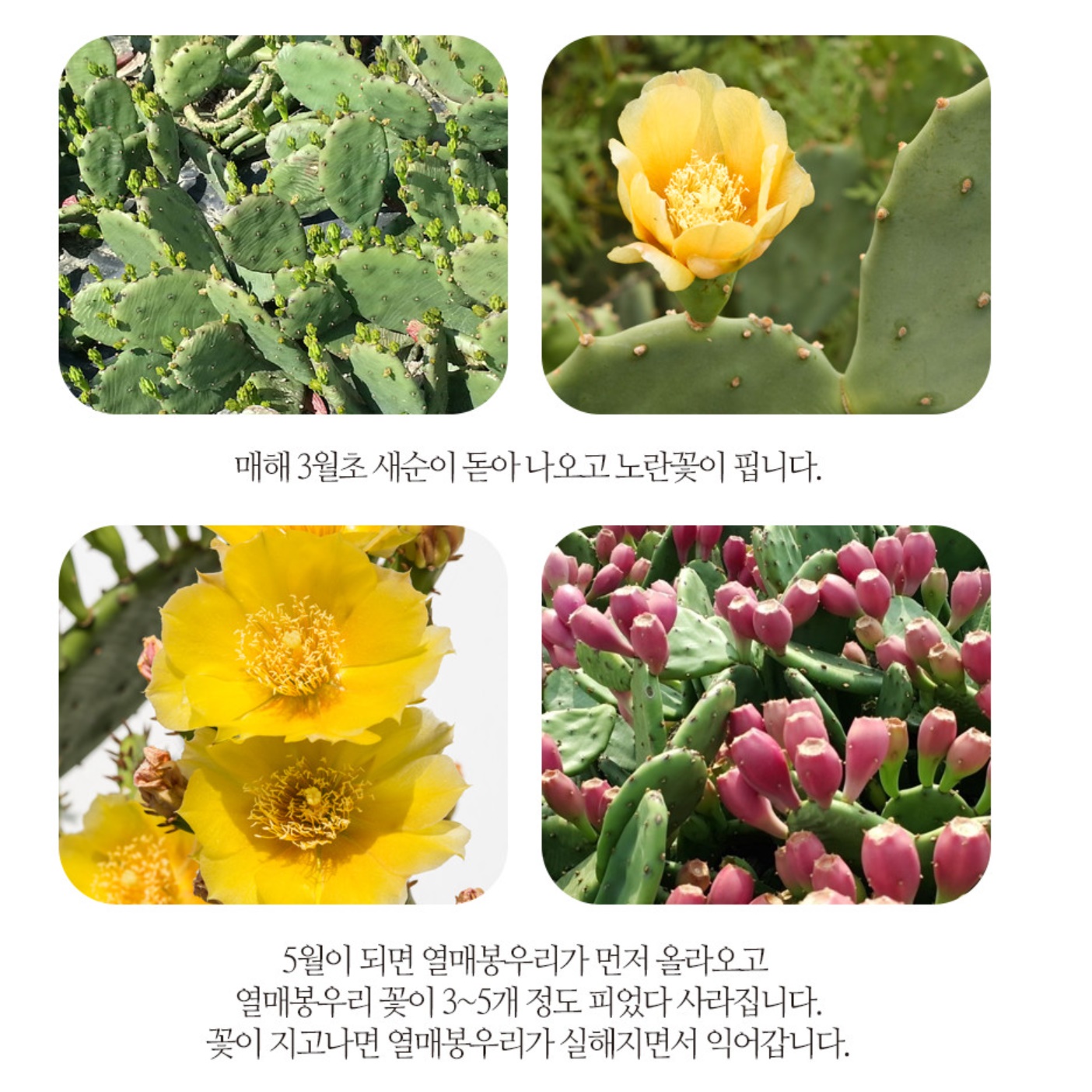 천년초 줄기 분말 천년초 파우더 가루 열매 선인장 백년초 이미지 7