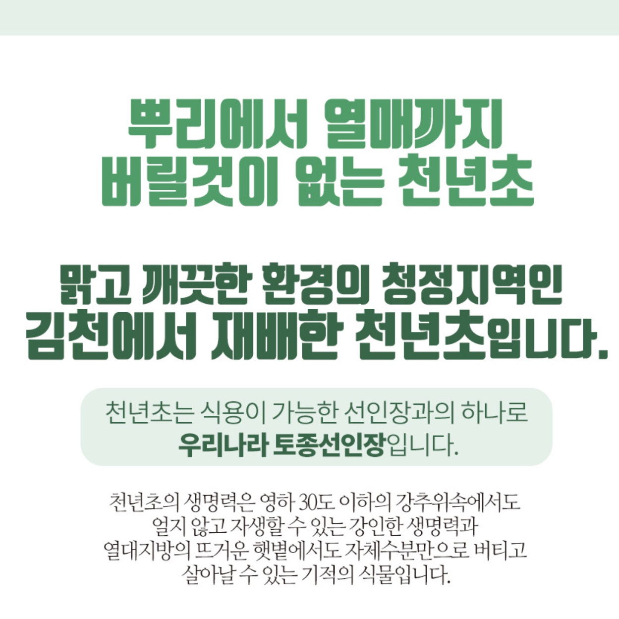 천년초 줄기 분말 천년초 파우더 가루 열매 선인장 백년초 이미지 8