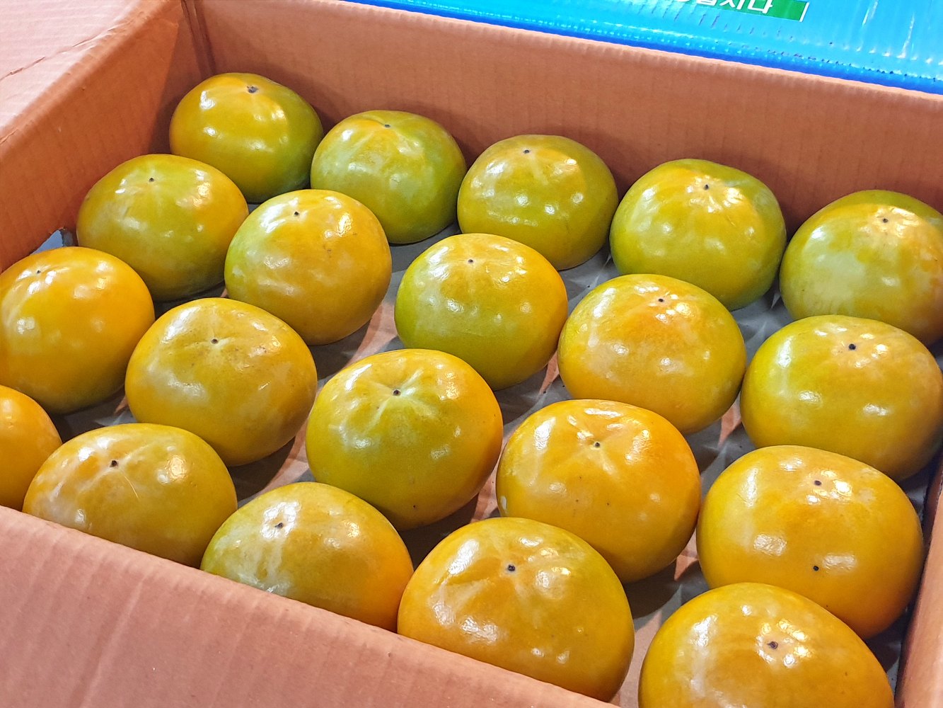 창원단감 차량 부유 단감 5kg 10kg 소과 중소과 중과 중대과 대과 가정용 - 상세 이미지 3